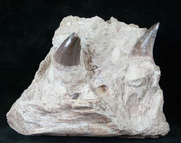 Mosasaurus Jaw Section #13933